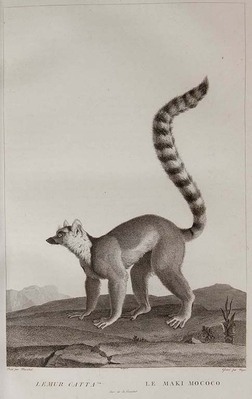 8878
<br/>
La Ménagerie du Muséum National d'histoire naturelle, ou les animaux vivants.
<br/>
<em></em>